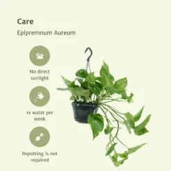 Epipremnum Aureum Scindapsus X2 - H25cm, ø15cm - Plante D'intérieur 9 Epipremnum Aureum Scindapsus X2 - H25cm, ø15cm - Plante D'intérieur -Magasin De Plantes De Qualité 02e9e418984afe54
