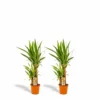 Yucca X2 - H90cm, ø17cm - Grandes Plantes D'intérieur