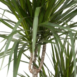 Dracaena Marginata - H115cm, ø21cm - Très Grande Plante D'intérieur -Magasin De Plantes De Qualité 07fbb3a2dafa42b8