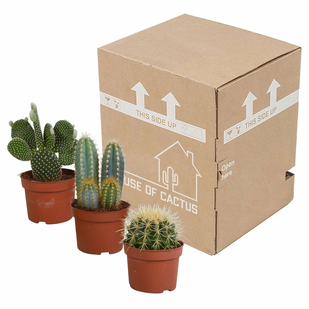 Cactus, Box De 3 Plantes - H15cm, ø10,5cm - Plantes D'intérieur 3 Cactus, Box De 3 Plantes - H15cm, ø10,5cm - Plantes D'intérieur – Image 3