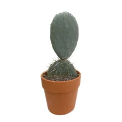 Cactus : H40cm Pot Terre Cuite D20 Cm -Magasin De Plantes De Qualité 1043860 002
