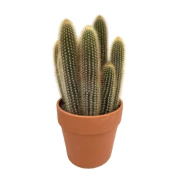 Cactus : H40cm Pot Terre Cuite D20 Cm -Magasin De Plantes De Qualité 1043860 004