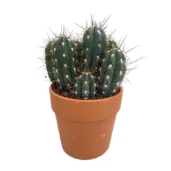 Cactus : H40cm Pot Terre Cuite D20 Cm -Magasin De Plantes De Qualité 1043860 005