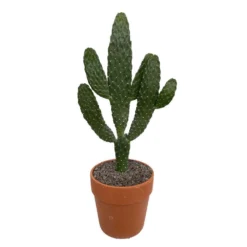 Cactus : H40cm Pot Terre Cuite D20 Cm -Magasin De Plantes De Qualité 1043860 006