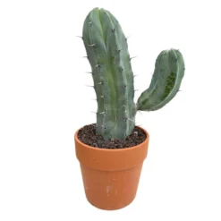 Cactus : H40cm Pot Terre Cuite D20 Cm -Magasin De Plantes De Qualité 1043860 007