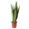Sansevieria ' Zeylanica' H75cm : Pot D21cm