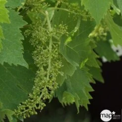 Vigne Variée : Pot 100L 9 Vigne Variée : Pot 100L -Magasin De Plantes De Qualité 1045083 1734520 1