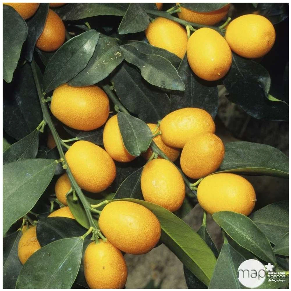 Kumquat Sur 1/4 Tige : Pot 2L 1 Kumquat Sur 1/4 Tige : Pot 2L