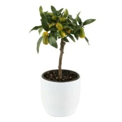 Kumquat Sur 1/4 Tige : Pot 2L 7 Kumquat Sur 1/4 Tige : Pot 2L -Magasin De Plantes De Qualité 1045106 004