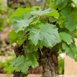 Vigne Variée : Pot 25L -Magasin De Plantes De Qualité 1056072 2115057