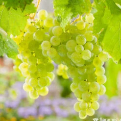 Vigne Variée : Pot 25L -Magasin De Plantes De Qualité 1056072 2115060