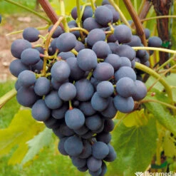 Vigne Variée : Pot 25L -Magasin De Plantes De Qualité 1056072 2115063