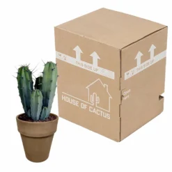 Myrtillocactus - H40cm, ø17cm - Plante D'intérieur Facile D'entretien -Magasin De Plantes De Qualité 119cfd77764afc00