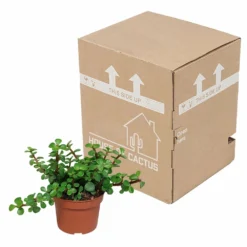 Portulacaria Afra - H25cm, ø10,5cm - Plante D'intérieur -Magasin De Plantes De Qualité 14989b04955025a5