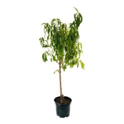 Pêcher Charles Ingouf : Gobelet 3 Ans D'âge Ctr 12 Litres -Magasin De Plantes De Qualité 150665 004