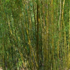 Bambou : Pot De 5 Litres -Magasin De Plantes De Qualité 15449 003