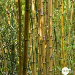 Bambou : Pot De 5 Litres -Magasin De Plantes De Qualité 15449 004