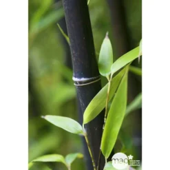 Bambou Moyen Phyllostachys Nigra 150/200 Cm: Pot De 18 Litres -Magasin De Plantes De Qualité 170450 001