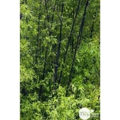 Bambou Moyen Phyllostachys Nigra 150/200 Cm: Pot De 18 Litres -Magasin De Plantes De Qualité 170450 002