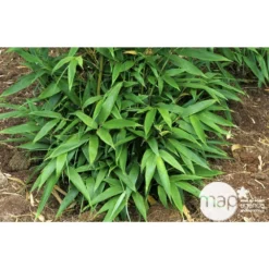 Bambou Moyen Phyllostachys Nigra 150/200 Cm: Pot De 18 Litres -Magasin De Plantes De Qualité 170450 003