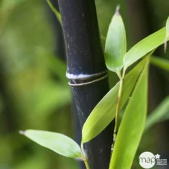 Bambou Moyen Phyllostachys Nigra 150/200 Cm: Pot De 18 Litres -Magasin De Plantes De Qualité 170450 004