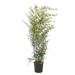 Bambou Moyen Phyllostachys Nigra 150/200 Cm: Pot De 18 Litres -Magasin De Plantes De Qualité 170450 2058667