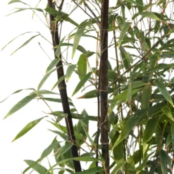 Bambou Moyen Phyllostachys Nigra 150/200 Cm: Pot De 18 Litres -Magasin De Plantes De Qualité 170450 2058670 1