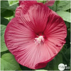 Hibiscus Moscheutos : Conteneur De 5 Litres -Magasin De Plantes De Qualité 171264 001