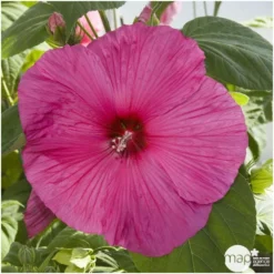 Hibiscus Moscheutos : Conteneur De 5 Litres -Magasin De Plantes De Qualité 171264 002
