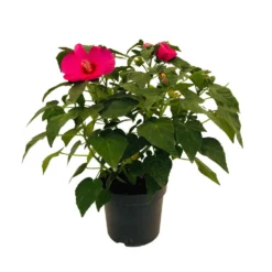 Hibiscus Moscheutos : Conteneur De 5 Litres -Magasin De Plantes De Qualité 171264 006