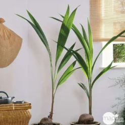 Cocotier Nucifera : Pot H.150cm -Magasin De Plantes De Qualité 19401 002