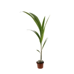 Cocotier Nucifera : Pot H.150cm -Magasin De Plantes De Qualité 19401 004