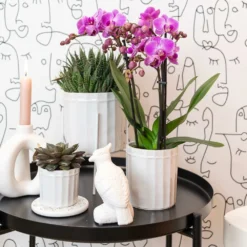 Haworthia - H11cm, ø6cm - Plante D'intérieur -Magasin De Plantes De Qualité 1dcd91ab4fa67002