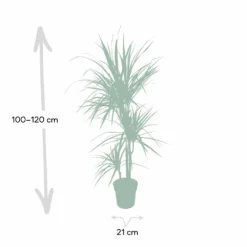 Dracaena Marginata - H115cm, ø21cm - Très Grande Plante D'intérieur -Magasin De Plantes De Qualité 205c4d19ff1b1ad5