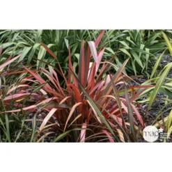 Phormium, Variétés Variables : Pot 4L -Magasin De Plantes De Qualité 228928 001