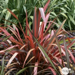 Phormium, Variétés Variables : Pot 4L -Magasin De Plantes De Qualité 228928 002