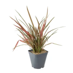 Phormium, Variétés Variables : Pot 4L -Magasin De Plantes De Qualité 228928 003