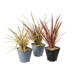 Phormium, Variétés Variables : Pot 4L -Magasin De Plantes De Qualité 228928 1748536