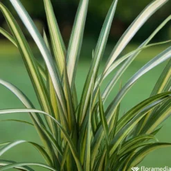 Phormium, Variétés Variables : Pot 4L -Magasin De Plantes De Qualité 228928 2118552