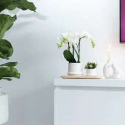 Haworthia Limifolia Et Son Cache-pot Blanc - H16cm, ø9cm - Plante D'intérieur -Magasin De Plantes De Qualité 234d780d32d03d45