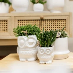 Haworthia Limifolia Et Son Cache-pot Blanc - H16cm, ø9cm - Plante D'intérieur -Magasin De Plantes De Qualité 236755527d1c1a40