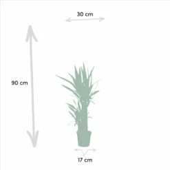 Yucca X2 - H90cm, ø17cm - Grandes Plantes D'intérieur -Magasin De Plantes De Qualité 23abb00bcae0af1c