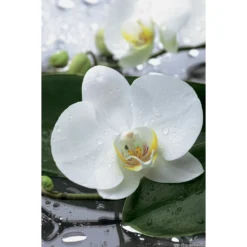 Magasin De Plantes De Qualité -Magasin De Plantes De Qualité 261303 001