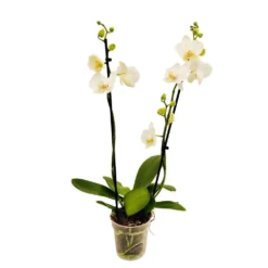 Orchidée Phalaeonopsis 2 Tiges - Pot D.12 Cm -Magasin De Plantes De Qualité 261303 017