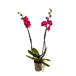 Orchidée Phalaeonopsis 2 Tiges - Pot D.12 Cm -Magasin De Plantes De Qualité 261303 020