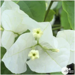 Bougainvillea : Pyramide D17cm -Magasin De Plantes De Qualité 277986 004