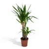 Yucca - H85cm, ø17cm - Grande Plante D'intérieur