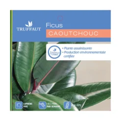 Caoutchouc : 3 Pieds Pot -Magasin De Plantes De Qualité 28705 001