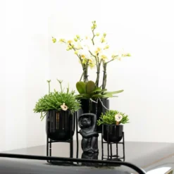 Rhipsalis Baccifera - H10cm, ø6cm - Plante D'intérieur -Magasin De Plantes De Qualité 30cc427b0a29f939