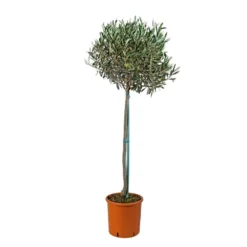 Olivier, Olea Europeae : H100 Cm Tige Pot D20cm -Magasin De Plantes De Qualité 316246 001